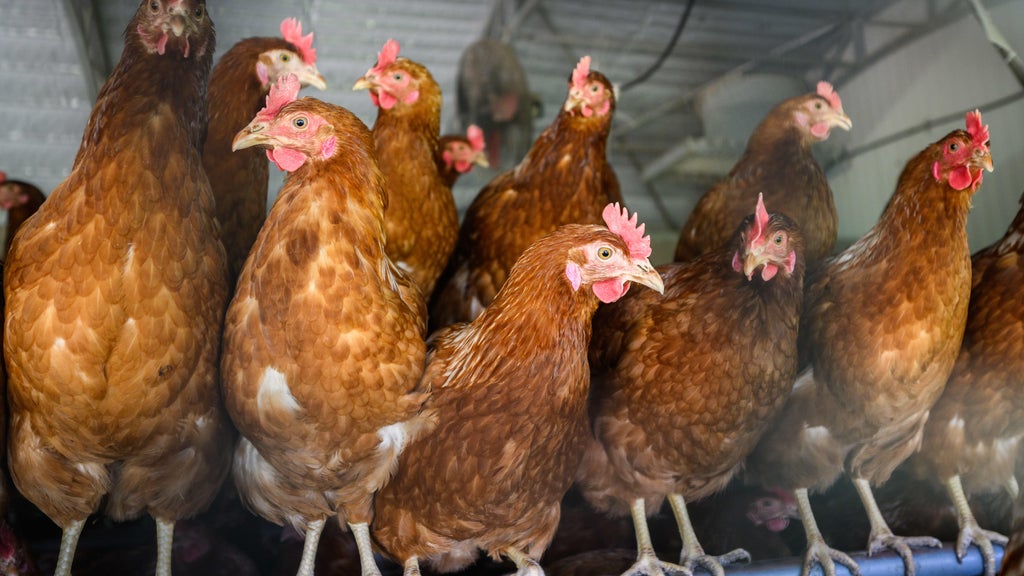 Approximately 90 "backyard flock" birds in Northern California affected by avian flu — CBS Bay Area (KPIX), Piedmont Community news