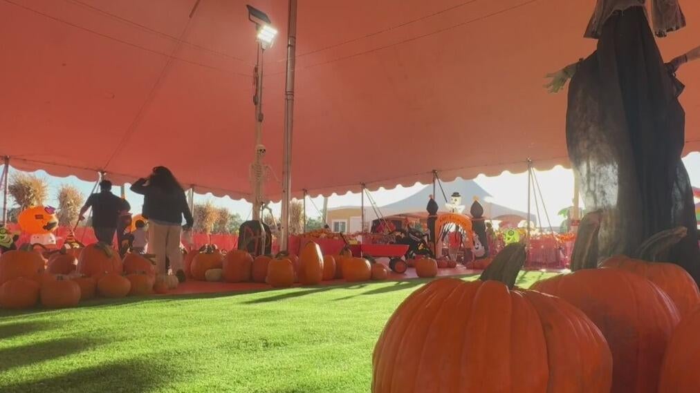 Bay Area families ready to enjoy fall activities welcome weather cooldown — CBS Bay Area (KPIX), Piedmont Arts news