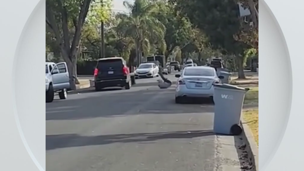 Federal immigration vehicle hits pedestrian in Woodland, police say — CBS Bay Area (KPIX), Piedmont Health news
