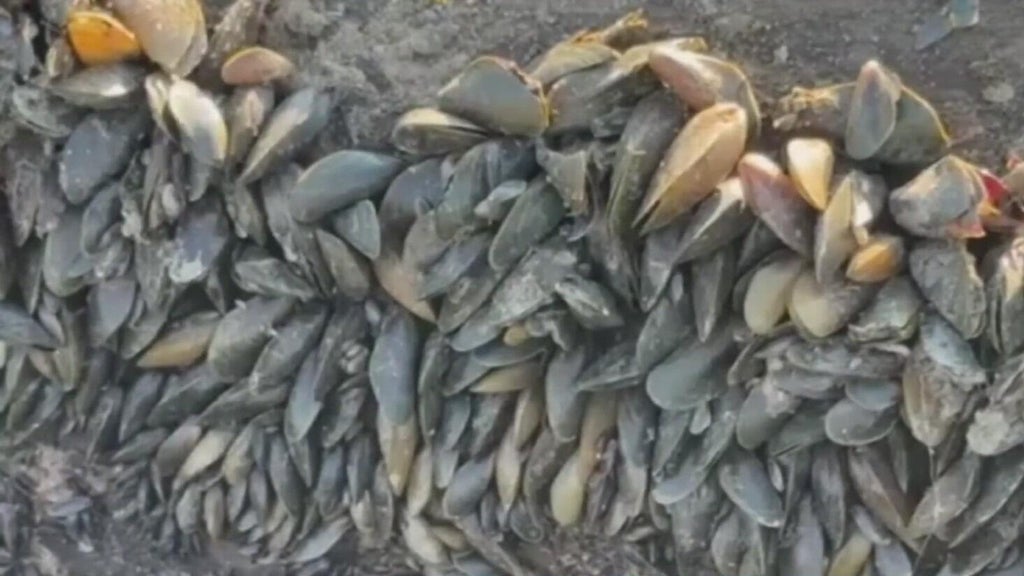 California's golden mussel invasion sparks increased concerns from Stockton-area leaders — Piedmont Government news