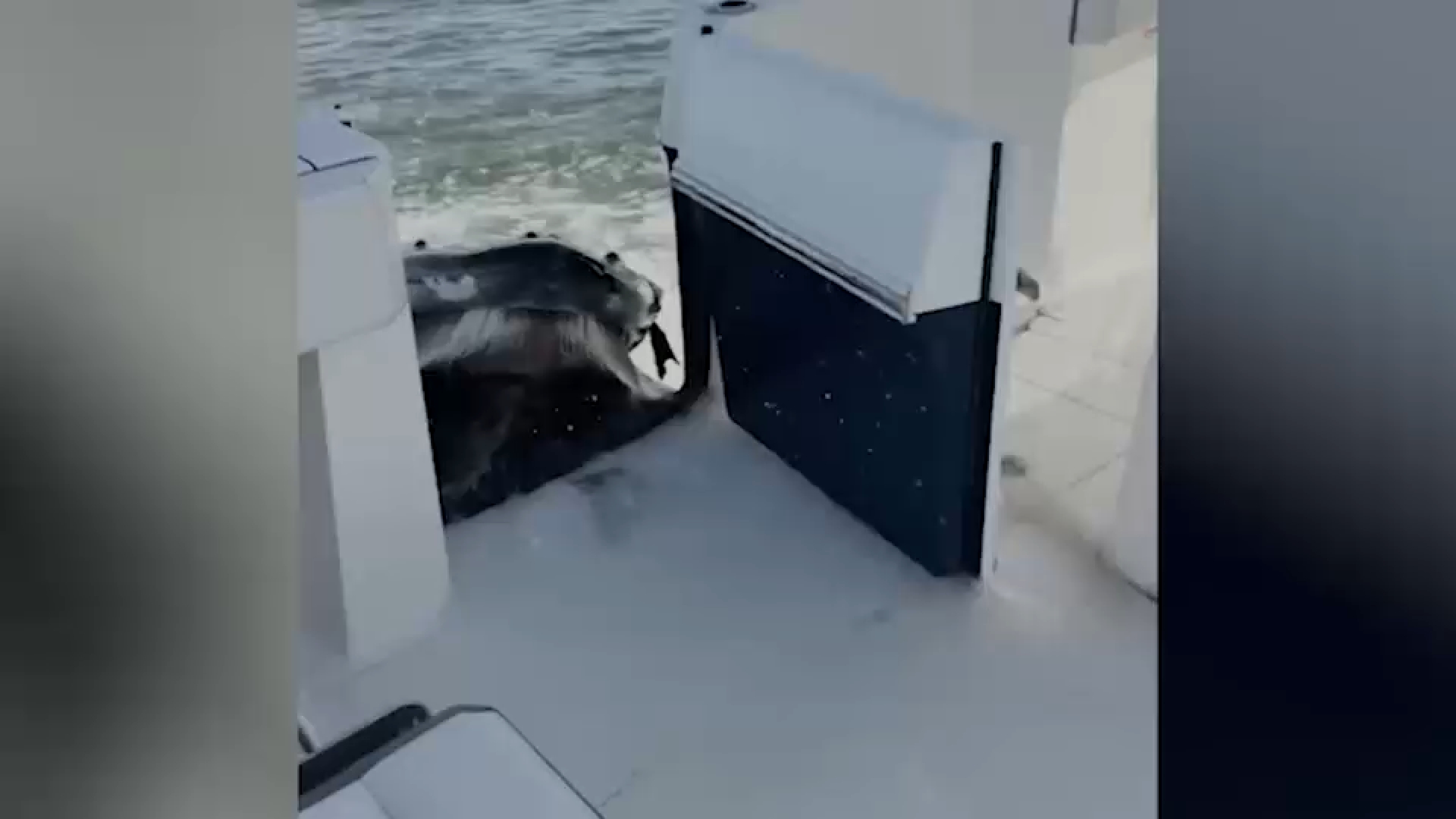 Video captures humpback whale crashing into boat off Long Island
— ABC 7 Bay Area, Piedmont Community news
