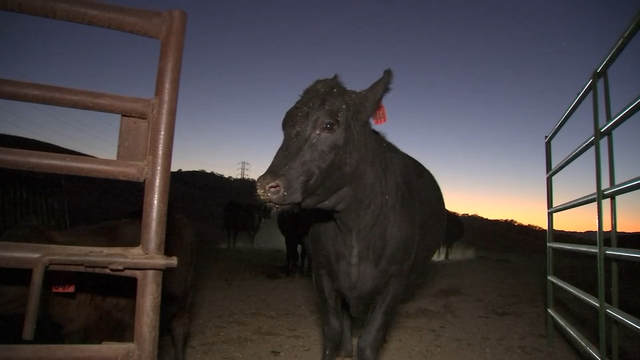 PG&E Public Safety Power Shutoffs leave Bay Area ranchers, residents frustrated
— ABC 7 Bay Area, Piedmont Community news