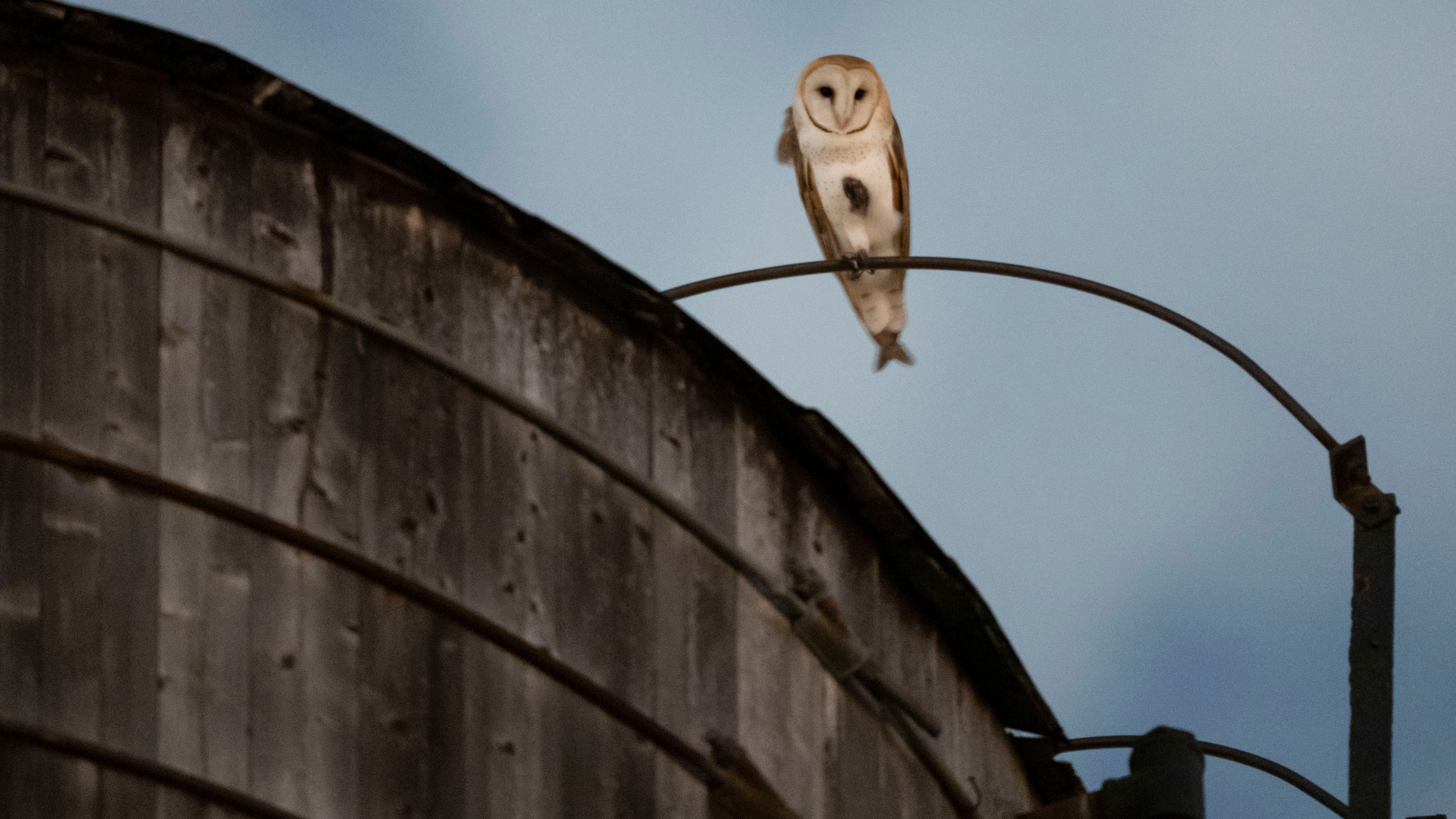 A rare family of barn owls moved into Manhattan's Upper West Side
— ABC 7 Bay Area, Piedmont Business news