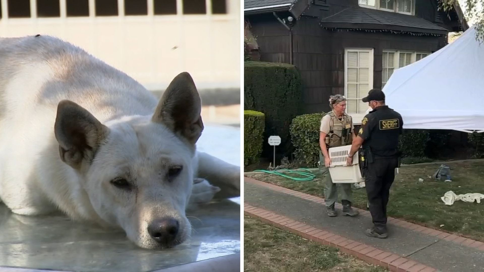 44 dogs removed from Vallejo 'hoarder' home linked to convicted breeder in animal cruelty case
       — ABC 7 Bay Area