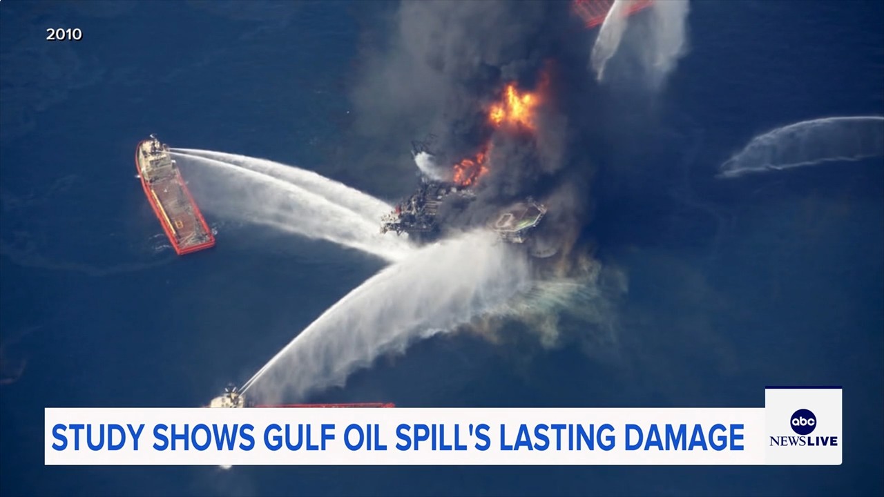 Marine life dramatically declined in Gulf of Mexico in years after BP oil spill, study finds
— ABC 7 Bay Area, Piedmont Community news