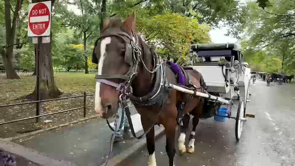 New York City Council passes law to phase out horse-drawn carriages by 2028
       — ABC 7 Bay Area, Piedmont Government news