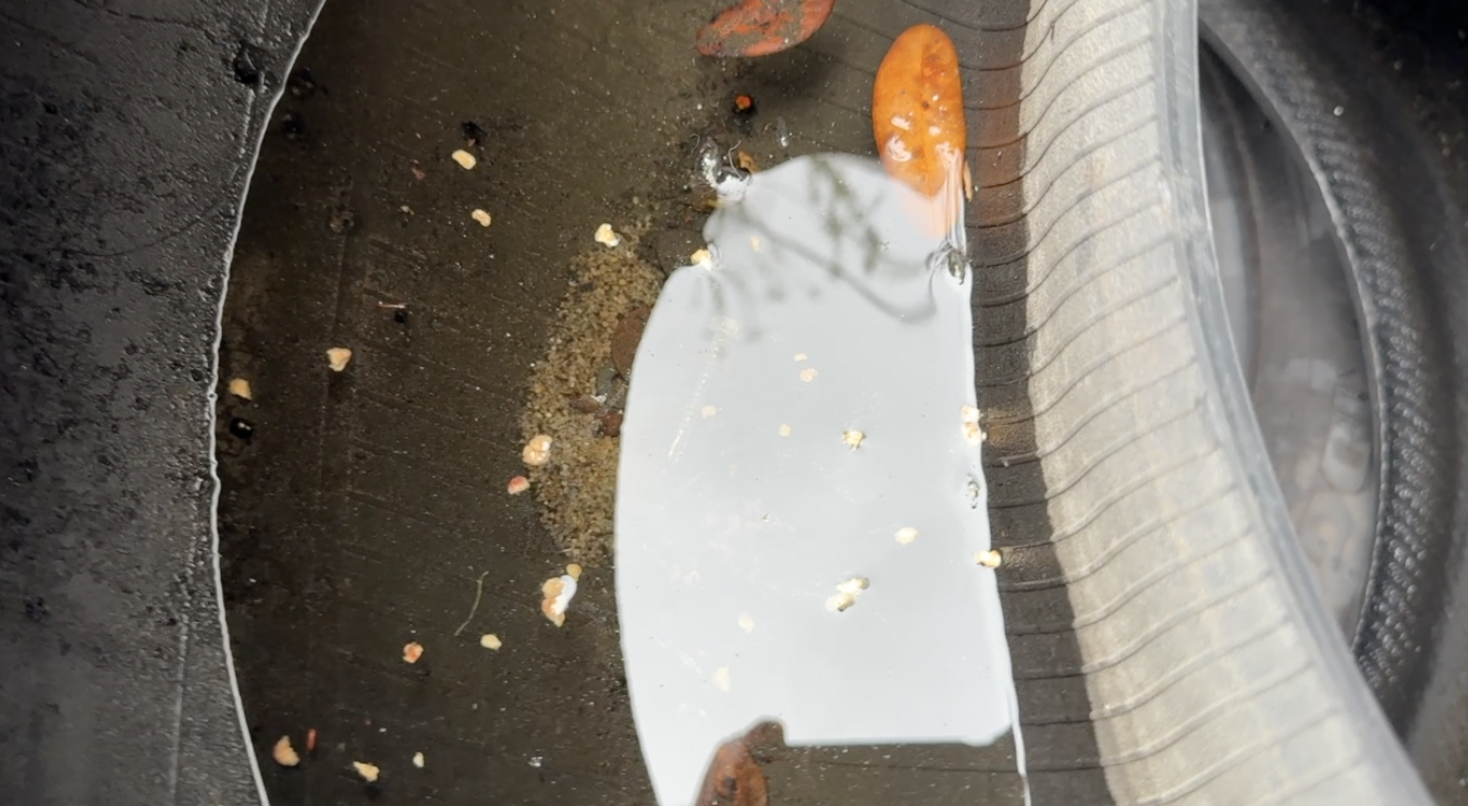Dengue response: What Tampa Bay 28 found at a West Tampa tire shop — WFTS ABC Action News Tampa, Piedmont Real Estate news