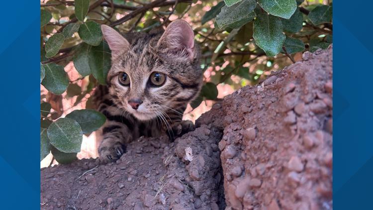 Maverick the Black-Footed Cat out on habitat at Cameron Park Zoo — KCEN (Central Texas), Piedmont Community news
