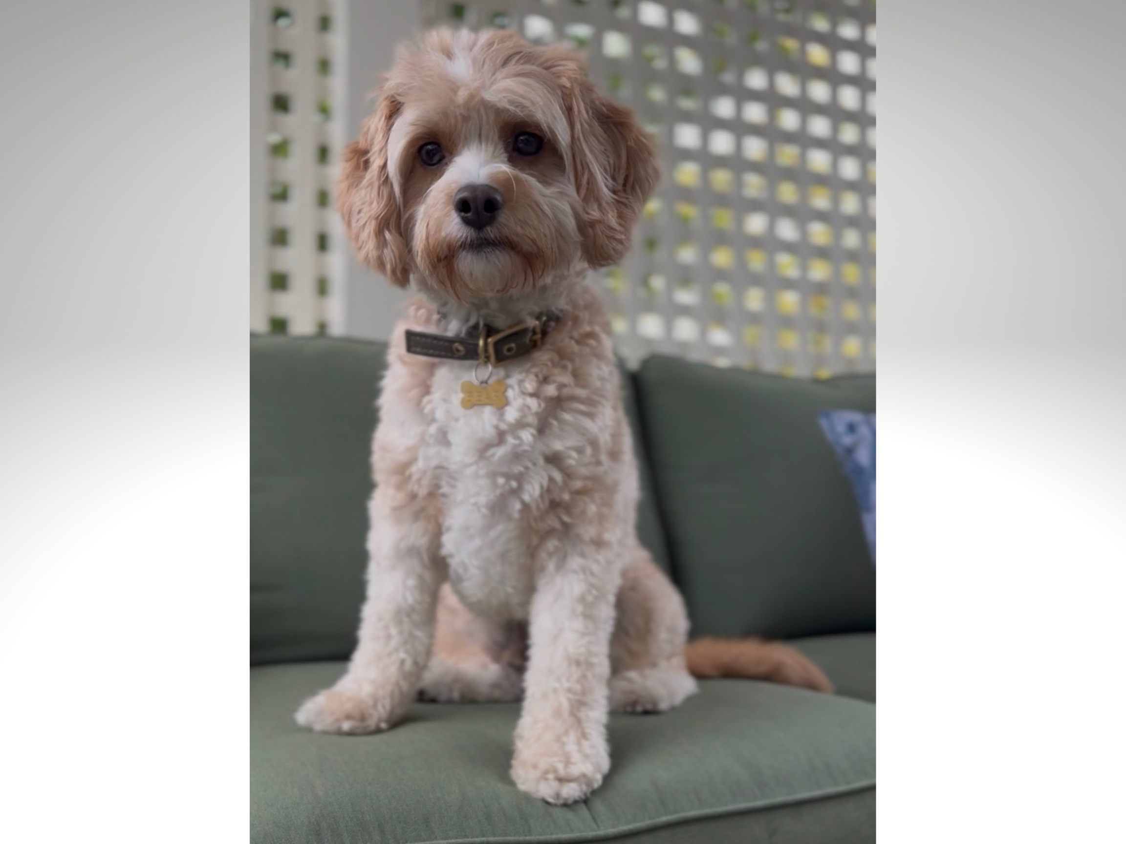 Who’s that Good Dog? — Piedmont Exedra, Piedmont Community news