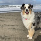 Who’s that Good Dog? — Piedmont Community news