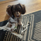 Who’s that Good Dog? — Piedmont Exedra