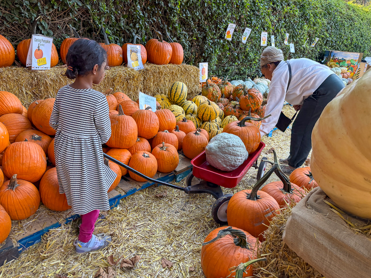Photos | Heading toward Halloween — Piedmont Exedra, Piedmont Community news