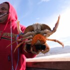 New partnership aims to protect whales, sustain California Dungeness crab fishery — Piedmont Exedra