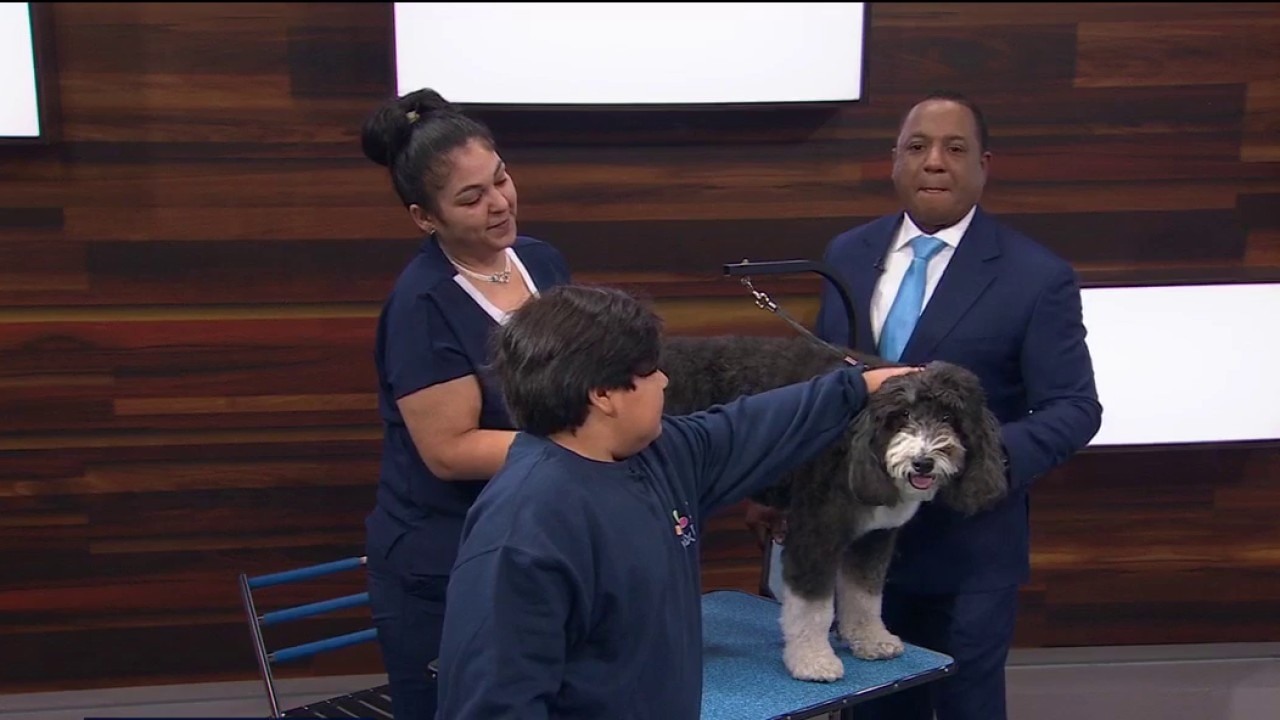 Your dog grooming questions answered — KTVU FOX 2 Bay Area, Piedmont Business news