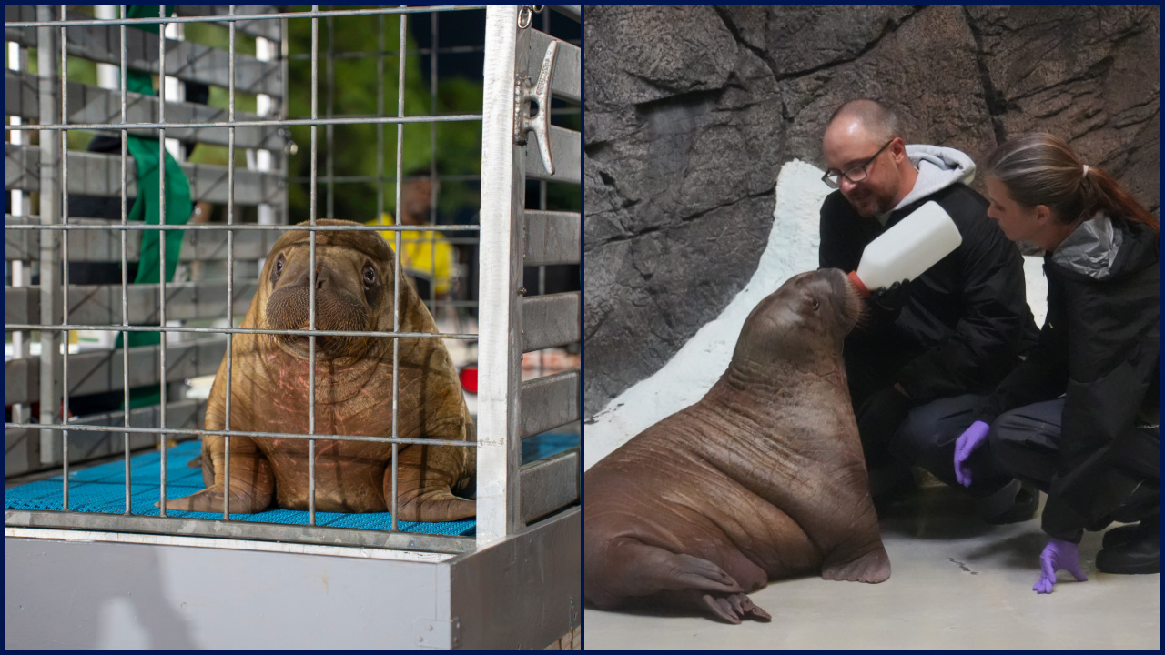 Orphaned baby walrus in Alaska flown 4,800 miles to new home in Florida — KTVU FOX 2 Bay Area, Piedmont Community news