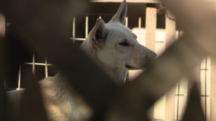 Dozens of dogs taken from Vallejo home amid animal cruelty investigation — KTVU FOX 2 Bay Area, Piedmont Real Estate news